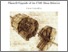 [thumbnail of voevodina_elena_31.pdf]
