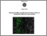 [thumbnail of tufano_rossella_32.pdf]