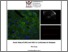 [thumbnail of Marzano_Federica_34.pdf]