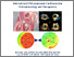 [thumbnail of Iapicca_Cristina_36.pdf]